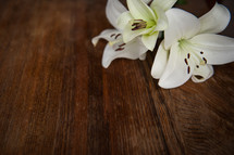 Easter lily on a wood table 