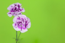 purple carnations against a green background 