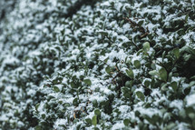 winter snow on a bush 