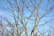 A tree branch with a blue clear sky background, moon during the day