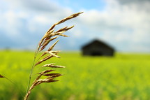 wheat grain and distant barn 