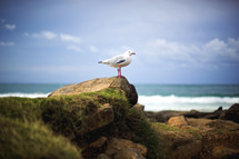 seagull on a stone at a beach 