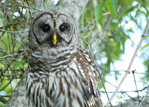 Close up of brown owl