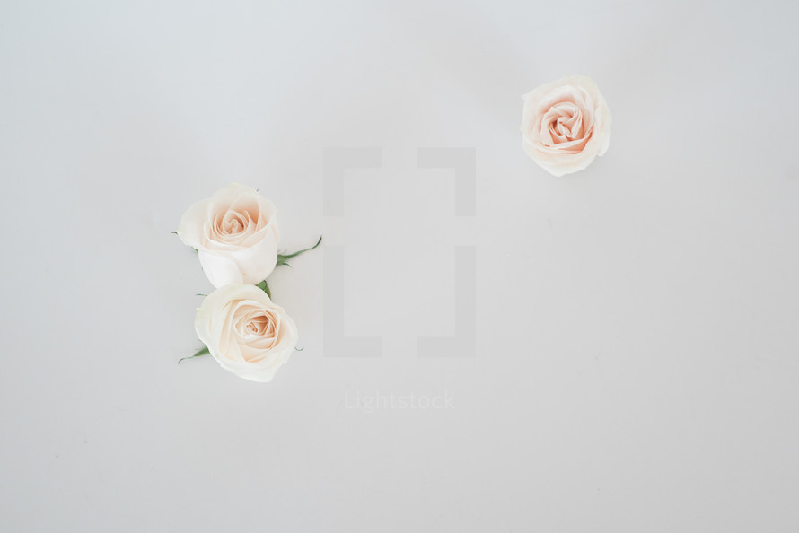 wedding roses for boutonnieres 