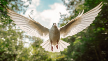 A white dove ascending on plentiful land
