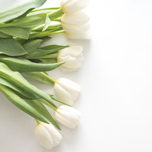 white tulips on white 