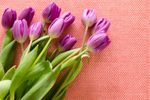 tulips on pink 