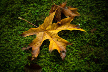 fallen leaves on a moss covered rock
