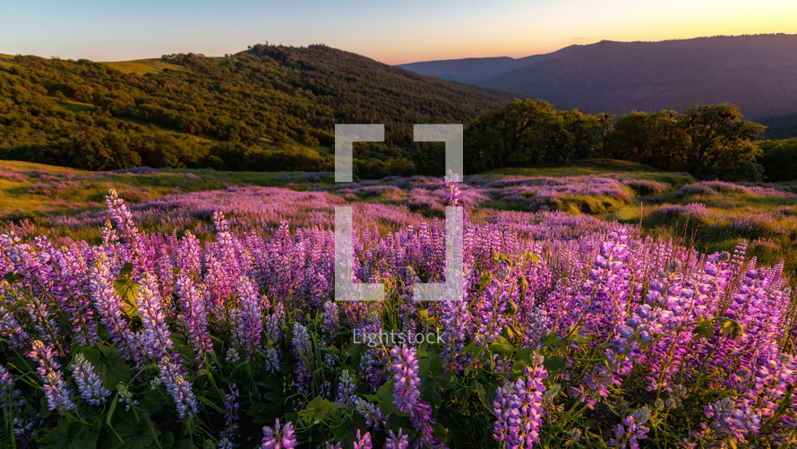 Lupine Fields at sunset 