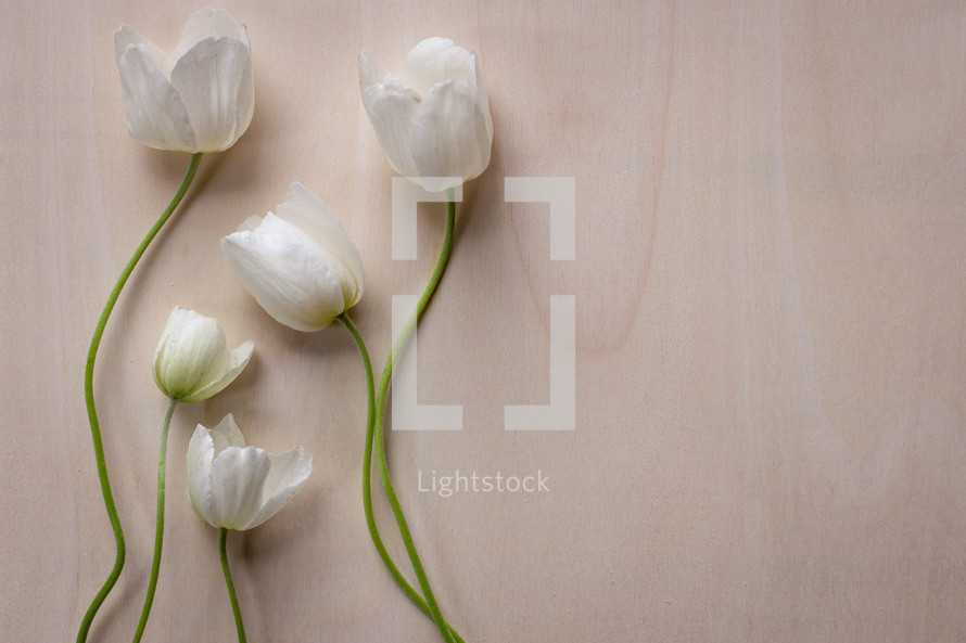 Anemone flowers on a wood background 