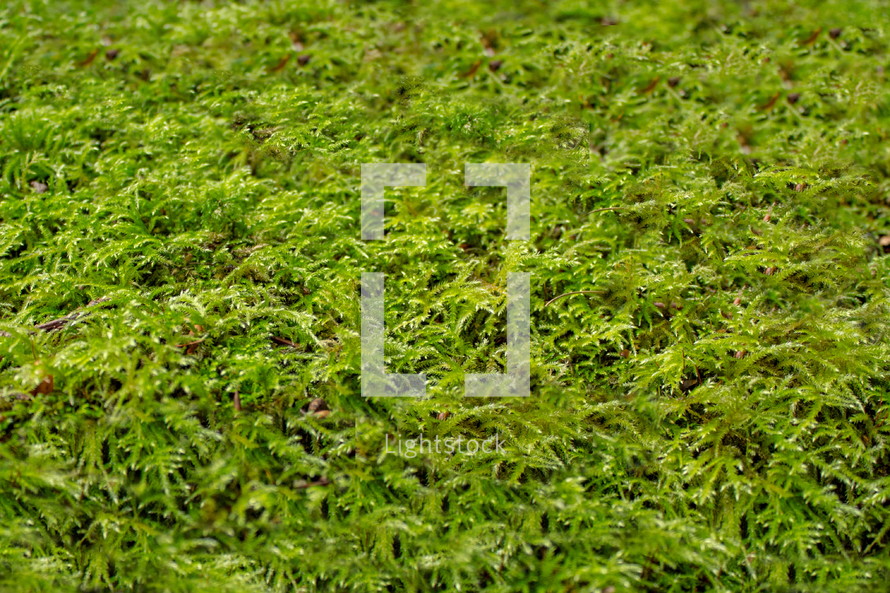 Green Moss Mosaic