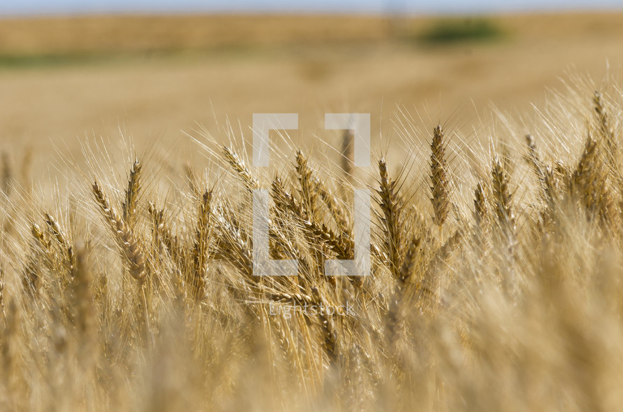 Golden heads of wheat growing in a large field in Western Canada