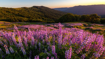 Lupine Fields at sunset 
