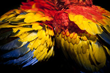 Scarlet Macaws feathers 