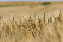 Golden heads of wheat growing in a large field in Western Canada