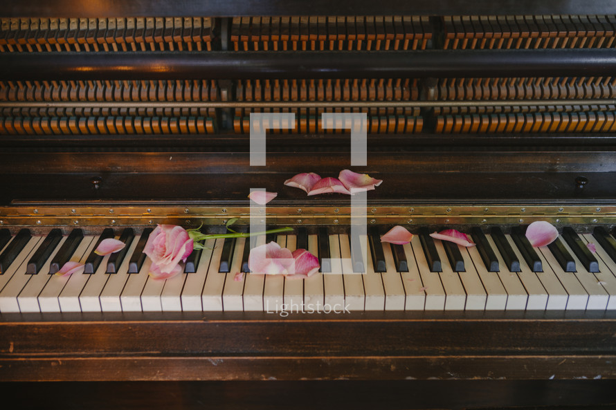 pink rose and rose petals on an old piano 
