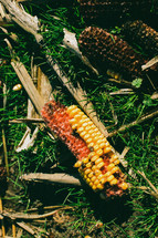 corn cob in grass