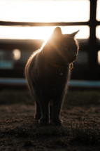 Grey cat walking around a farm yard during sunset