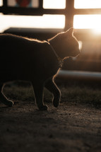 Grey cat walking around a farm yard during sunset