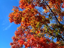 A fall foliage of orange, yellow and green leaves as the trees began to experience the cool weather of autumn and change colors from green to yellow and orange. 