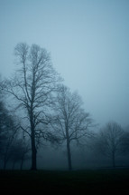 winter trees in the fog