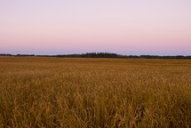A wheat field at harvest time at sunrise
