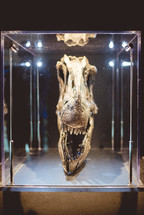 dinosaur skull 