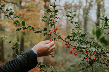picking holly red berries 
