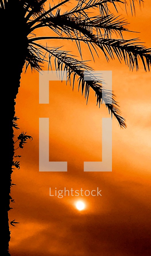 A palm tree silhouettes against a fiery orange sky at sunset 