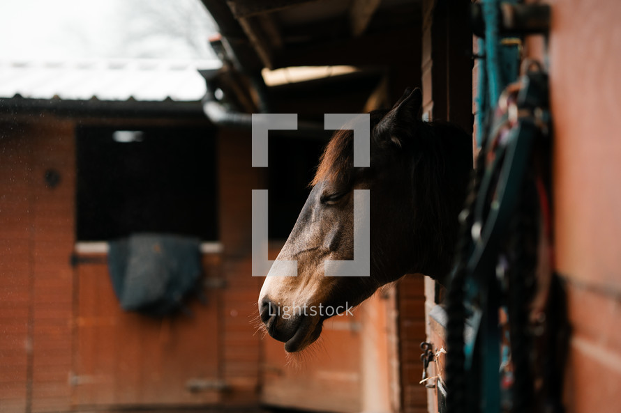 Brown horse in a stable, equestrian centre wallpaper