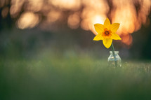 daffodil in a vase 