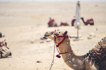 camels in the desert of Egypt 