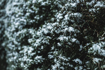 winter snow on a bush 