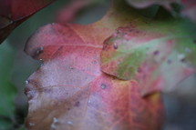 colorful leaf