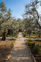 garden path and olive trees 