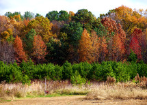 The fall trees in a forest overlooking a field with colorful trees and leaves ranging from red to orange showing that fall has finally arrived. 