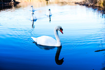 a swan floating on water 