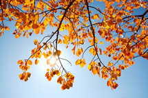autumn poplar leaves