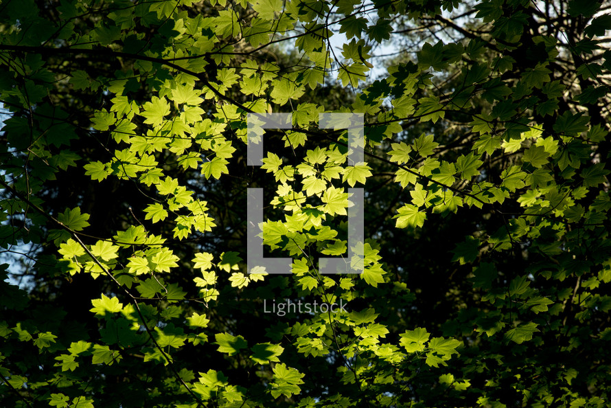 green summer leaves on a tree 
