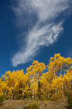 wispy cloud in a blue sky over autumn poplar trees
