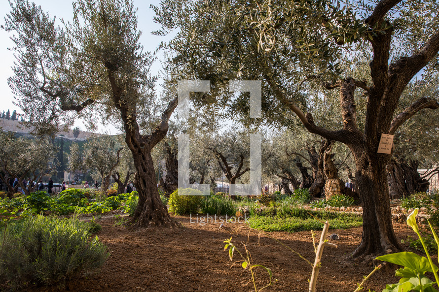 garden of Gethsemane 