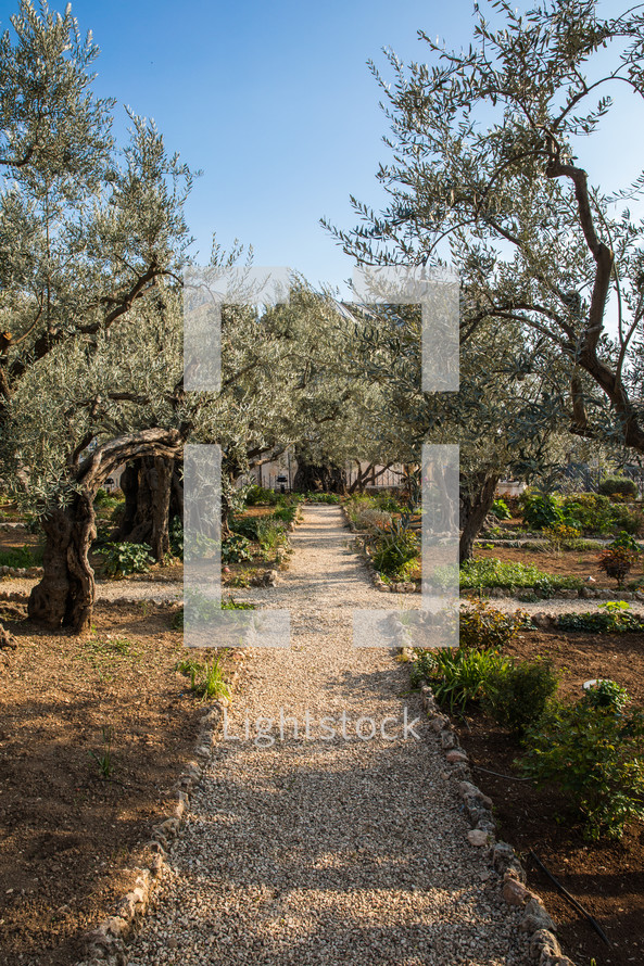 garden path and olive trees 