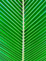 palm frond close-up 