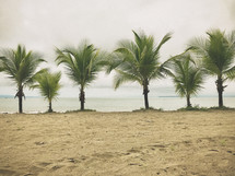 palm trees on a beach 
