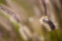 tops of tall grasses 