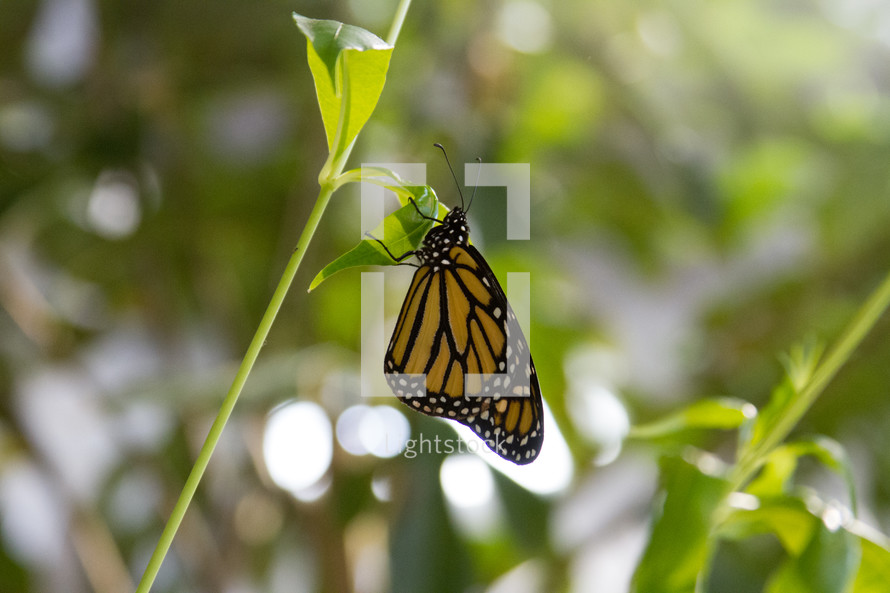 Download A Delicate Butterfly Photo Lightstock