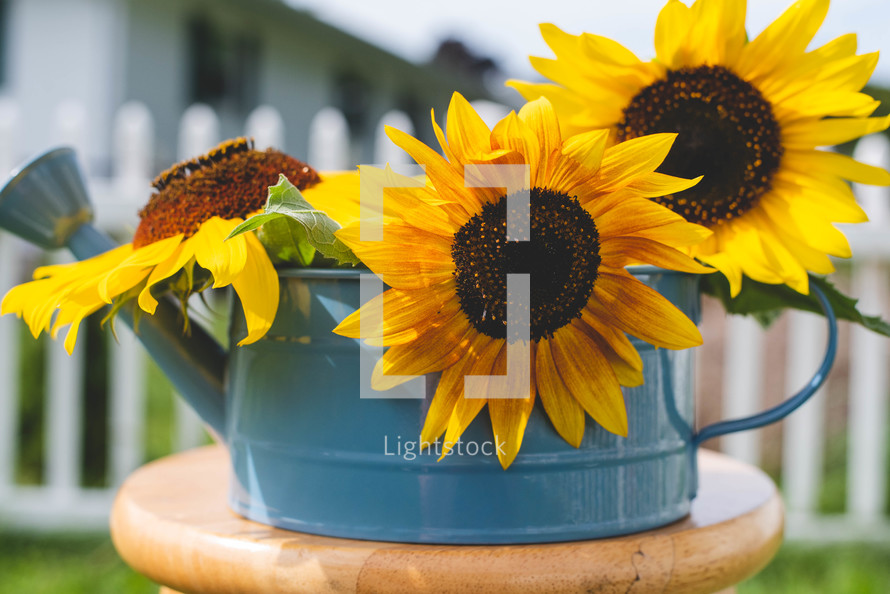 sunflowers in a watering can 