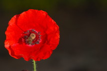 red poppy flower 
