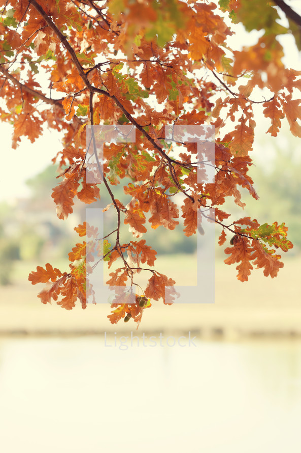 Autumn concept, orange leaves over the lake.