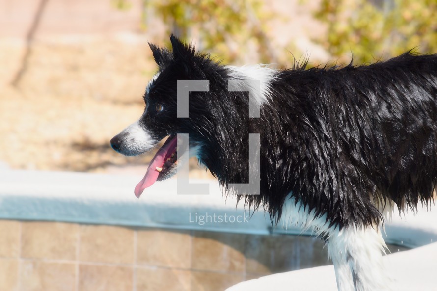 a panting wet dog 